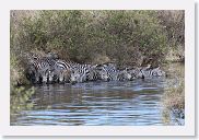 14SerengetiDayGameDrive - 195 * The first ones were pushed further from shore until one finally noticed the Crocodile we had previously photographed on our way to see the Elephants.